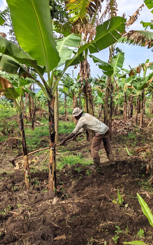 バナナの下に豆を植える農民